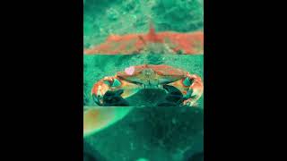 Hey🦀Would you like to dance with me😜  QYSEA FIFISH Underwater Drone [upl. by Remliw181]