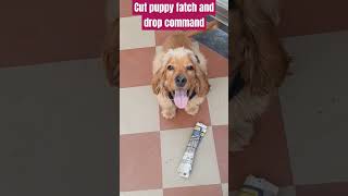 How to teach your puppy fatch and drop Commandbestguarddog labrador guarddog yourdog funny cut [upl. by Gibbie]