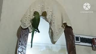 ringneck parrot talking and flying ringneck birds parrot youtube [upl. by Stagg566]