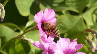 Japanese Honeybee Pollinates Pinksorrel Flowers 240fps [upl. by Imeon]