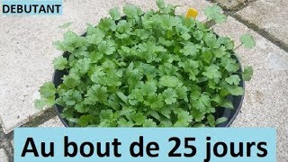 Faire pousser de la coriandre en pot Adapter pour balcon Débutant How to grow coriander [upl. by Oidiple]