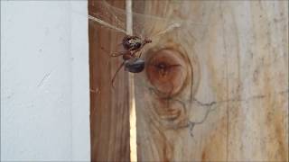 Feeding a Noble False Widow Spider Steatoda nobilis  in HD 1080p [upl. by Suk]