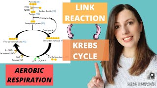 AEROBIC respiration The LINK REACTION and the KREBS CYCLE for AQA Alevel Biology [upl. by Annie]