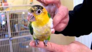 White Bellied Caique Babies [upl. by Yung]