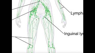 Basics amp Structures of the Lymphatic System [upl. by Imerej]