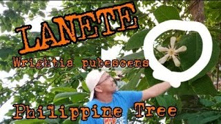 LANETE  Wrightia pubescens  Philippinetree [upl. by Jordain]