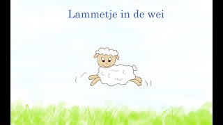 Lammetje in de wei [upl. by Icak]