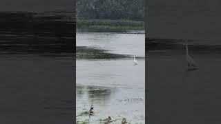 Two herons hunting for fish in flooded water [upl. by Annekim]