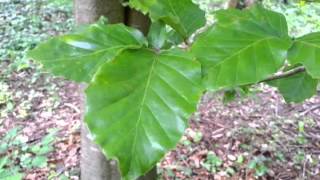 Comparison of Beech and Hornbeam tree features O [upl. by Bokaj]