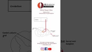 TEASER Unconscious proprioception [upl. by Andrien394]