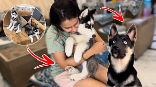 Husky Puppy Vs German shepherd went Wrong 🚨 Husky  German Shepard Dog  Review reloaded [upl. by Anna-Diana]