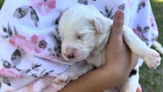 Sheepadoodle Puppies in Gilbert Arizona 🩷🐾 [upl. by Akiam]