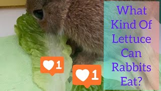 What Types Of Lettuce Can Rabbits Eat [upl. by Arakihc753]