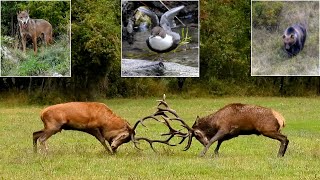 Natura d’Abruzzo tra bramiti ululati canti versi [upl. by Maclay]