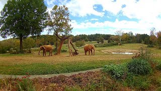 A Trip To The North Carolina Zoo Asheboro NC [upl. by Amsden]