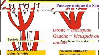 L appareil circulatoire clos de l homme [upl. by Rumpf]