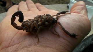 33 Scorpions on my hand at once  Centruroides margaritatus [upl. by Alegnaoj]