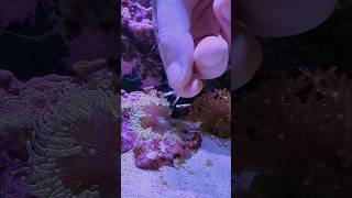 I fed my Sea Anemone a Shrimp coral love aquarium life reefkeeping seaanemone creepy cute [upl. by Bencion206]