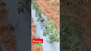 Energy Plant Growth Promotor mulakalacheruvu agriculture lfarming vegetableprice [upl. by Aziaf]