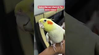 Cockatiel singing cockatielsing birds cockatielsound parrot cockatoosinging pets cute viral [upl. by Kal]