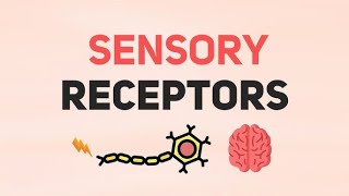 Physiology Neuroscience 1 Module  Receptors amp Their Properties amp Sensory Code [upl. by Cameron221]