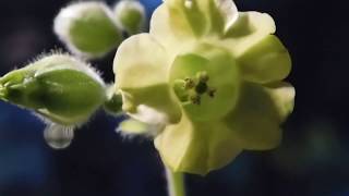 Nicotiana Rustica Flowers Growing Aztec Tobacco [upl. by Nairadal]