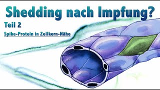 Shedding nach Impfung Teil 2 SpikeProtein in ZellkernNähe Spike mRNA [upl. by Kcinom]