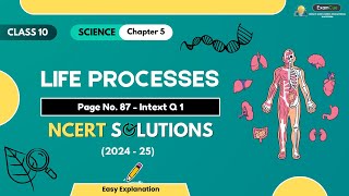 Class 10 Science Chapter 5  Intext Q1 Page 87  Life Processes  Solution 202425 [upl. by Nnairahs925]