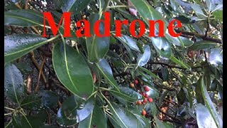 MADRONE TREE [upl. by Inaja]