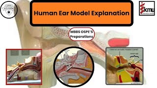 Human Ear Model Explanation  OSPE Preparation  Dr KS Academy [upl. by Neik]