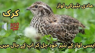 female batair ki awaz 👈 new volume 🔊2024  batair ki awaz subah shikar ka liya [upl. by Georgetta904]