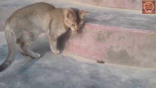 CATS AND INSECT Awesome Friendship  Funny Cat and Insect Vines COMBINATION [upl. by Siuqcram324]