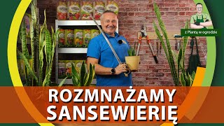 Jak rozmnożyć sansewierie  Z PLANTĄ W OGRODZIE [upl. by Musa824]