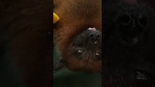 How Bat see with Sound shorts short bat batsee [upl. by Hube]