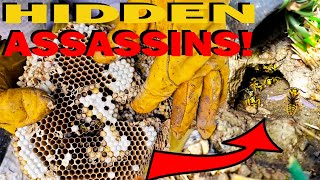 ASSASSIN Underground Yellow Jackets Wasp Nest [upl. by Hahsi]