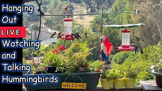 Live 1000’s of Hummingbirds out Kitchen Window Robbie and Gary Gardening Easy is live [upl. by Hartnett320]