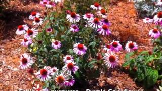 Echinacea purpurea  Purple Coneflower [upl. by Mima]