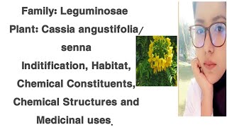 Cassia angustifolia  family LeguminosaeFabaceae [upl. by Eirtemed]