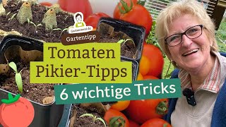 6 wichtige Tomaten PikierTipps für eine optimale Entwicklung deiner Tomatenpflanzen [upl. by Dranyer660]