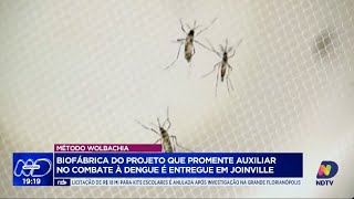 Método Wolbachia chega a Joinville para combate eficaz contra a dengue [upl. by Estus]