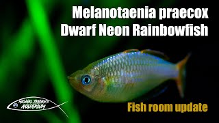 Melanotaenia praecox  The dwarf neon rainbowfish [upl. by Demaria]