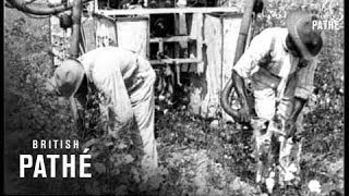 The Cotton Pickers Lament 1930 [upl. by Stoddart147]