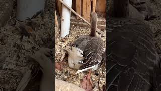 Goose lays eggs with difficulty animals goose shorts [upl. by Gracie551]