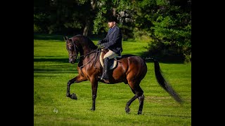 EXCELERATOR EF  2018 Half Arabian Hunter Pleasure Gelding For Sale [upl. by Inat42]