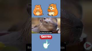 NHỮNG ĐIỀU HAY HO VỀ CAPYBARA 🏊‍♂️🐹🐾 trending capybara anime funny reviewphim memes animals [upl. by Ahsla]