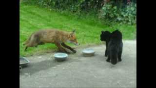 Cat vs fox  an cat i gcoinne an tsionnaigh Katze gegen Fuchs  Chat contre Renard [upl. by Paco]