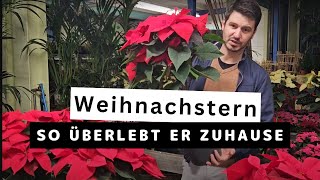 Weihnachtssterne richtig pflegen  Diese Temperaturen braucht er [upl. by Skees781]