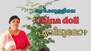 All About China Doll Features Repotting and Flowering Tipsചൈനഡോൾ മലയാളം [upl. by Winnick108]