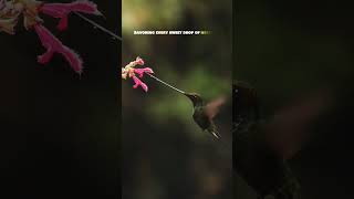 Watch a hummingbird gracefully hovers in mid air sipping nectar from a flower in stunning slowMo [upl. by Pepillo]