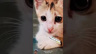 funny video trending youtubeshorts trendingshorts viralvideo viralreels youtubeshort like [upl. by Melamed893]